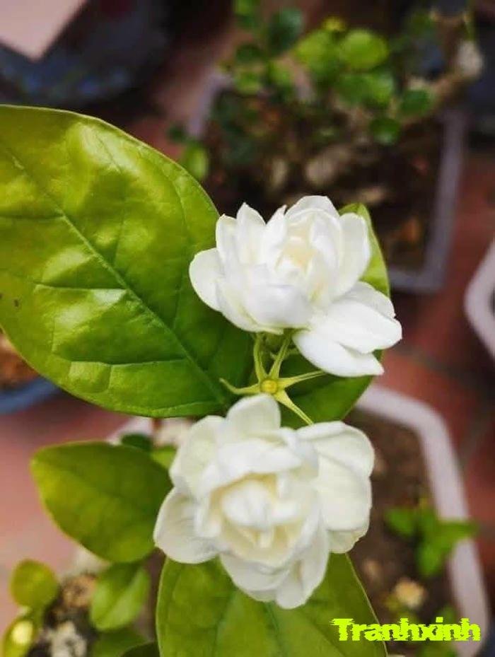 ảnh hoa nhài và tình yêu