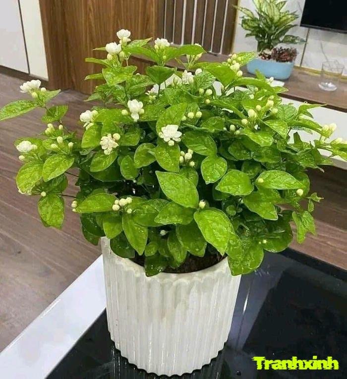 Sưu tầm 358+ ảnh hoa nhài cực đẹp và ngát hương thơm