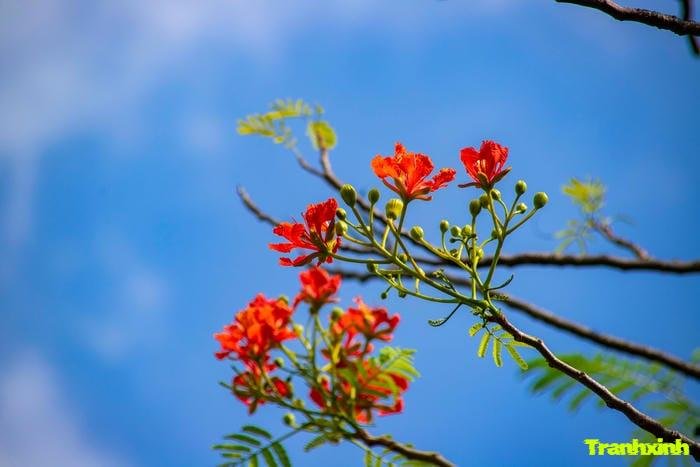 ảnh hoa phượng buổi sáng