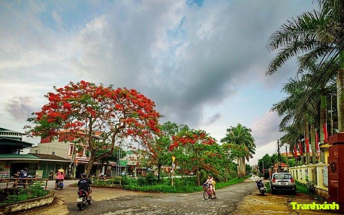 ảnh hoa phượng chất lượng cao