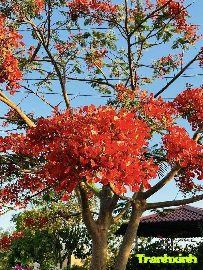 ảnh hoa phượng chi tiết