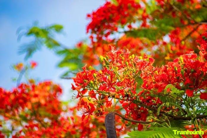 ảnh hoa phượng cho nền