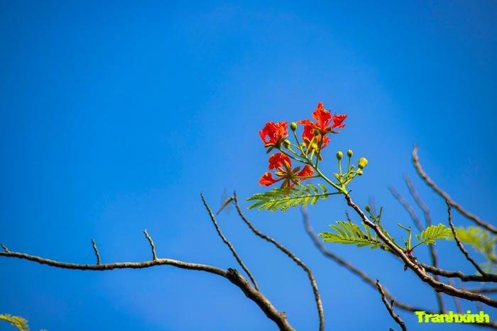 ảnh hoa phượng chụp cận