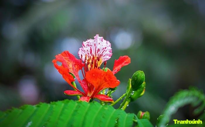 ảnh hoa phượng chụp macro