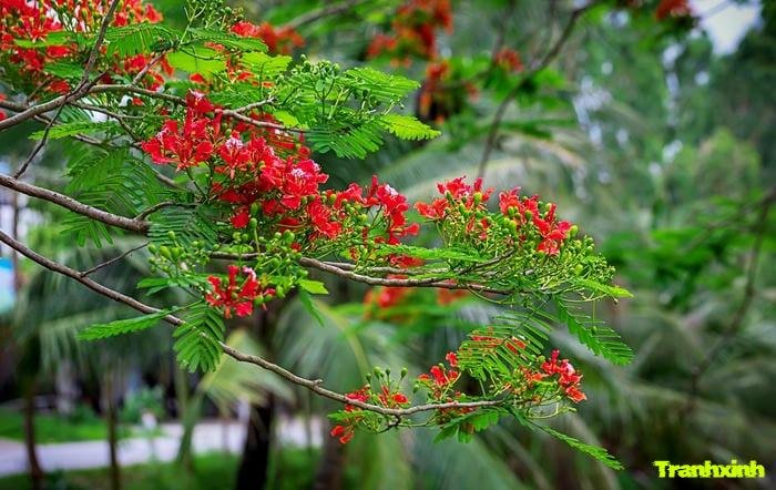 ảnh hoa phượng đẹp