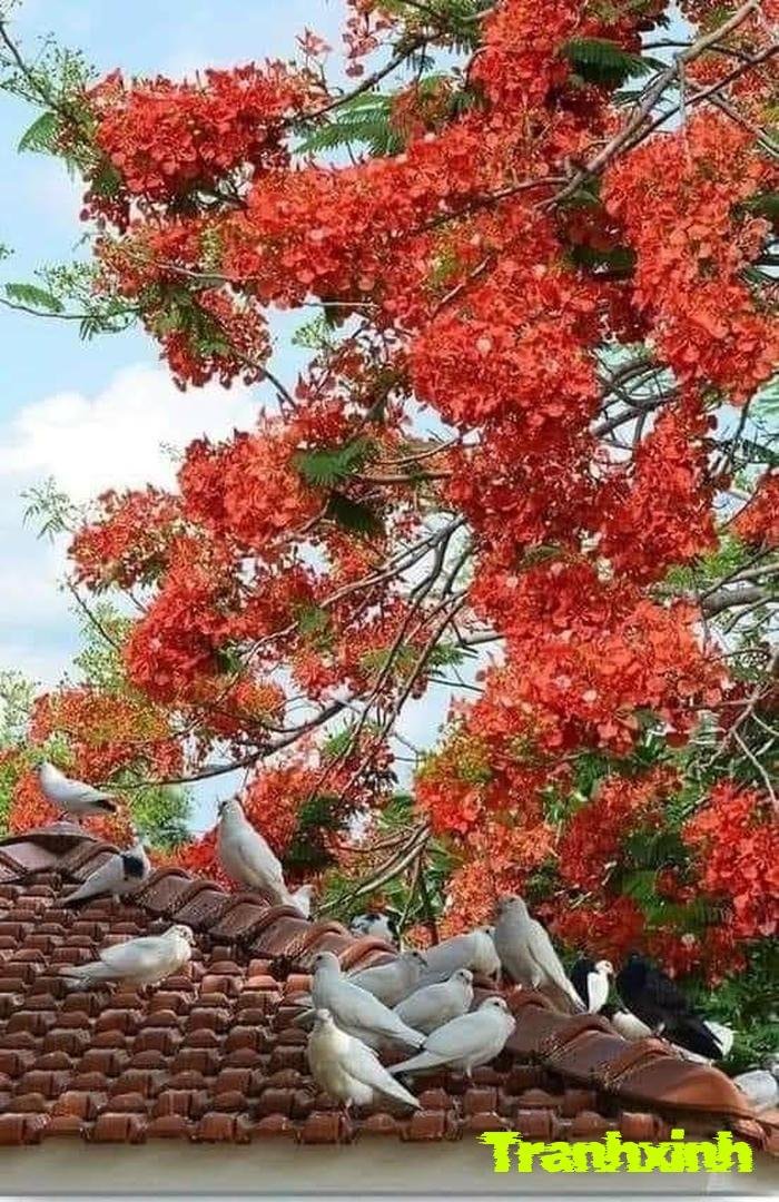 ảnh hoa phượng đỏ