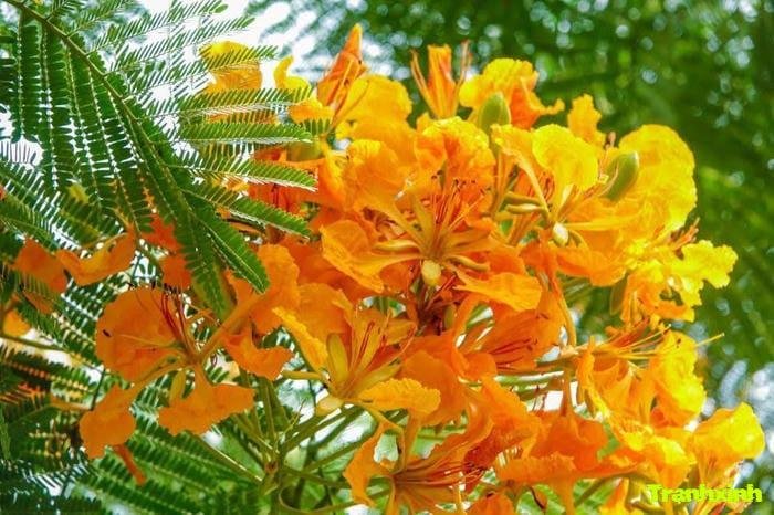 ảnh hoa phượng lãng mạn