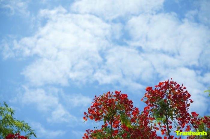 ảnh hoa phượng mỏng manh