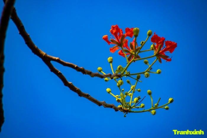 ảnh hoa phượng nghệ thuật