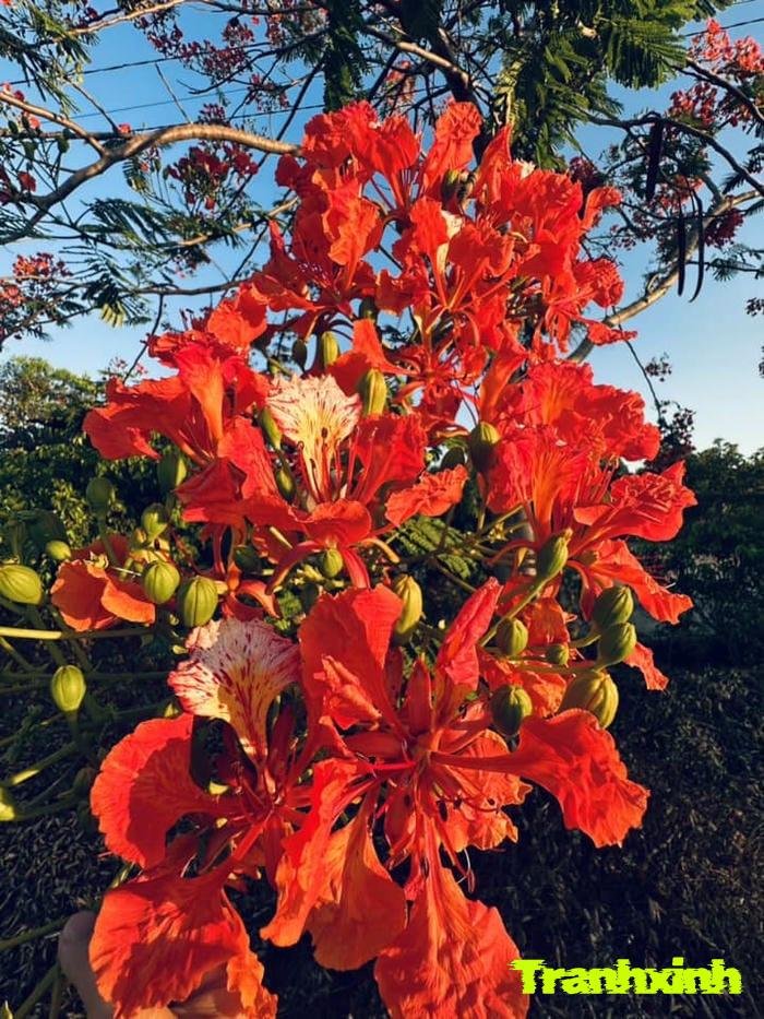 ảnh hoa phượng nở rộ