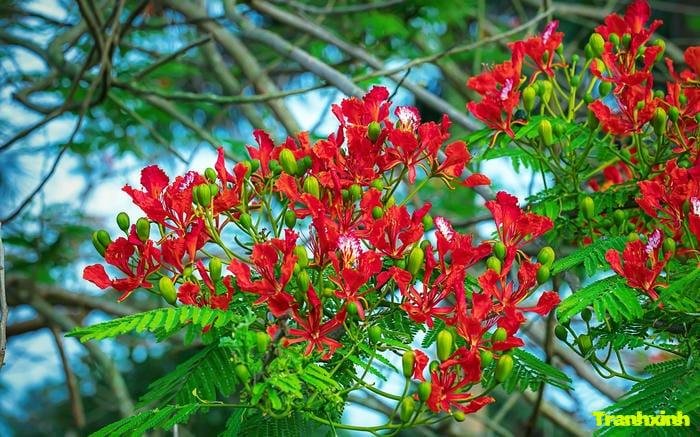 ảnh hoa phượng rực rỡ dưới nắng