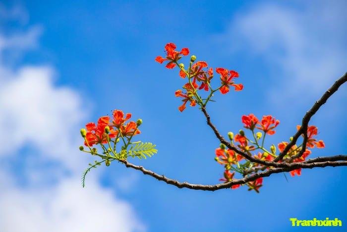 ảnh hoa phượng trên cành