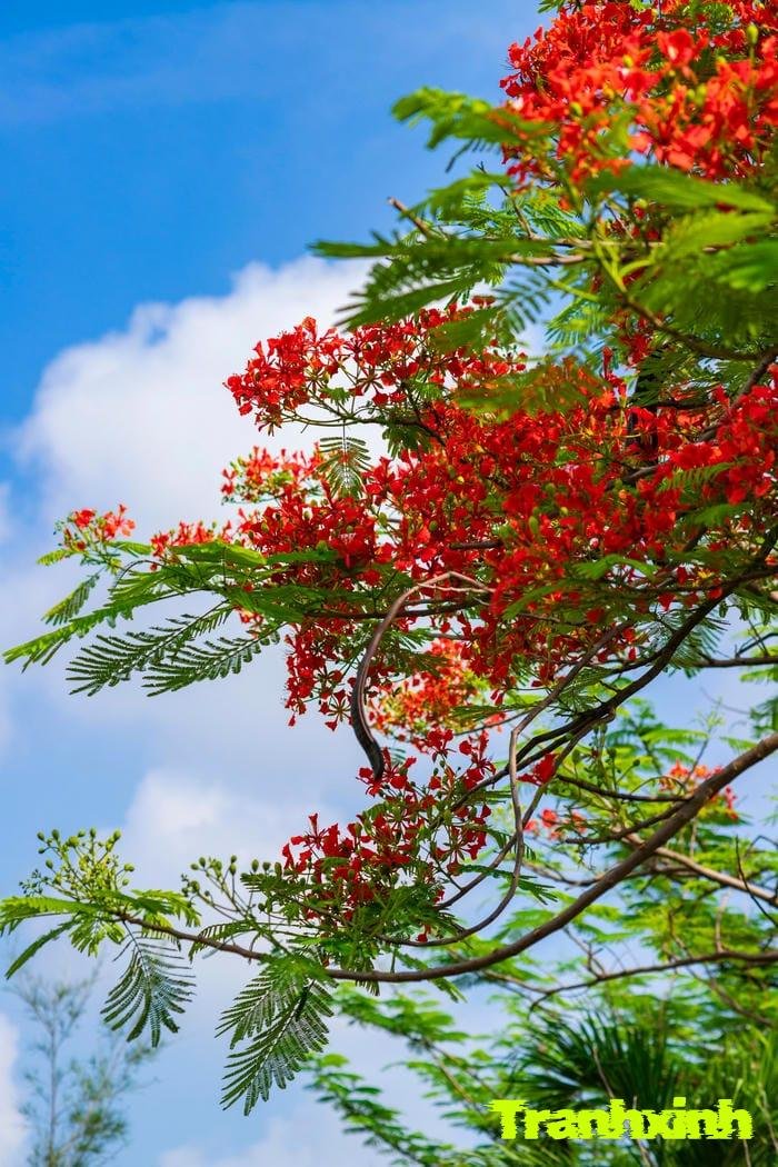 Tổng hợp 384+ ảnh hoa phượng đỏ gợi nhớ về tuổi học trò