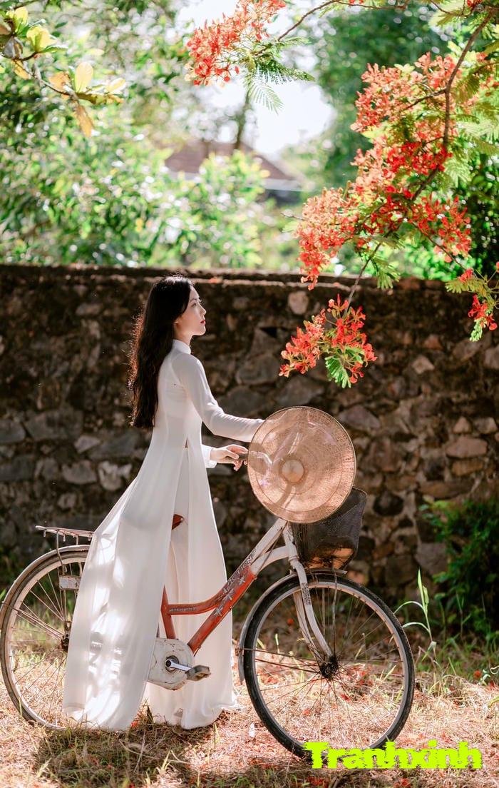 ảnh hoa phượng và học sinh