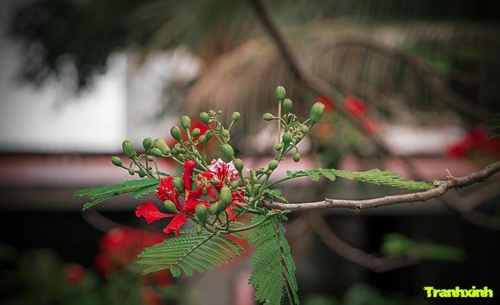 ảnh hoa phượng và kỷ niệm