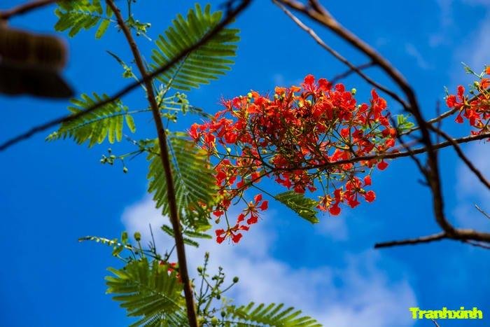 ảnh hoa phượng và lá