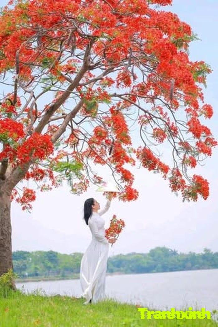 ảnh hoa phượng vĩ