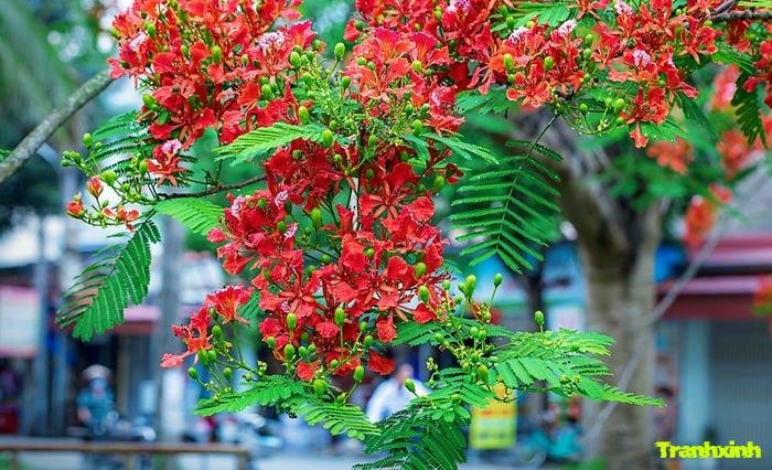 ảnh hoa phượng với màu xanh