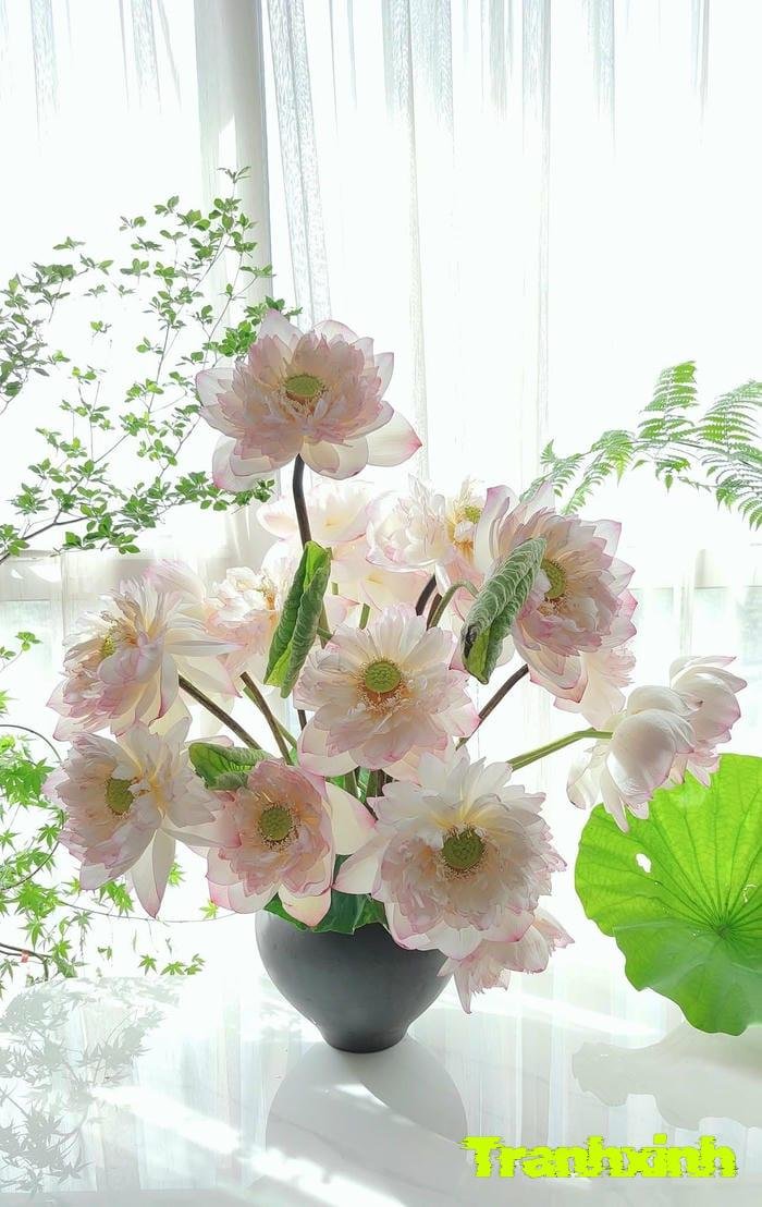 ảnh hoa sen cho thiền