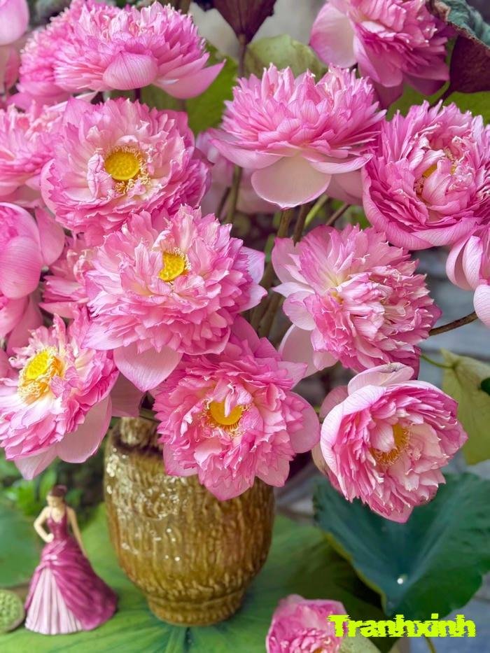 ảnh hoa sen chụp cận