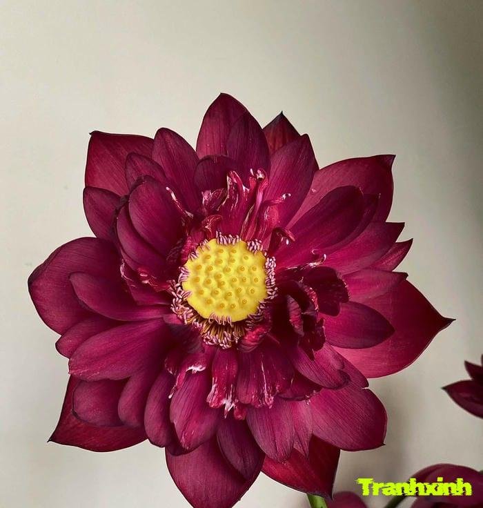 ảnh hoa sen chụp macro