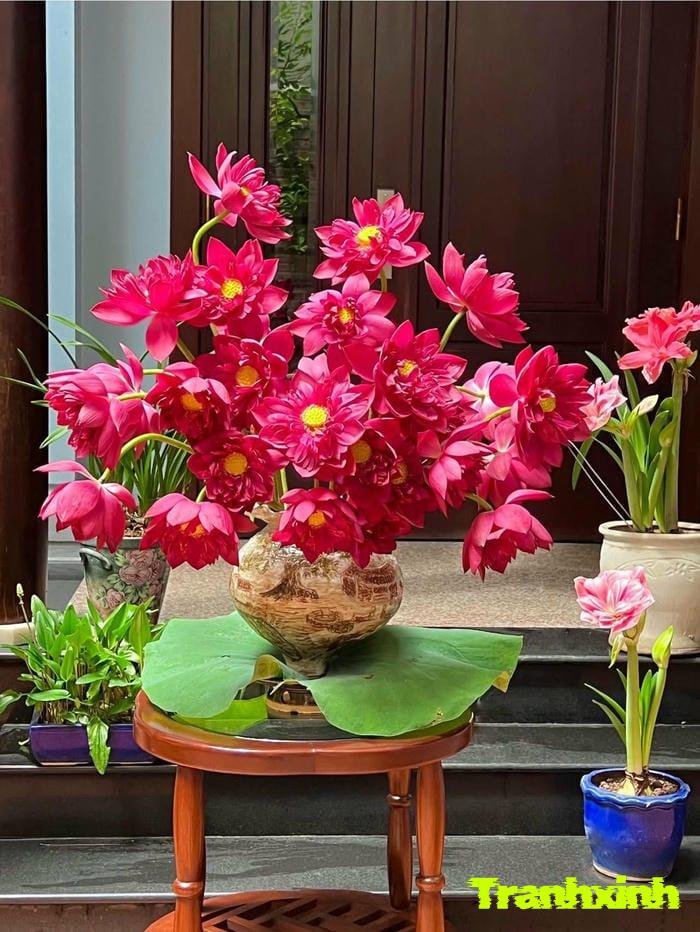 ảnh hoa sen chụp studio