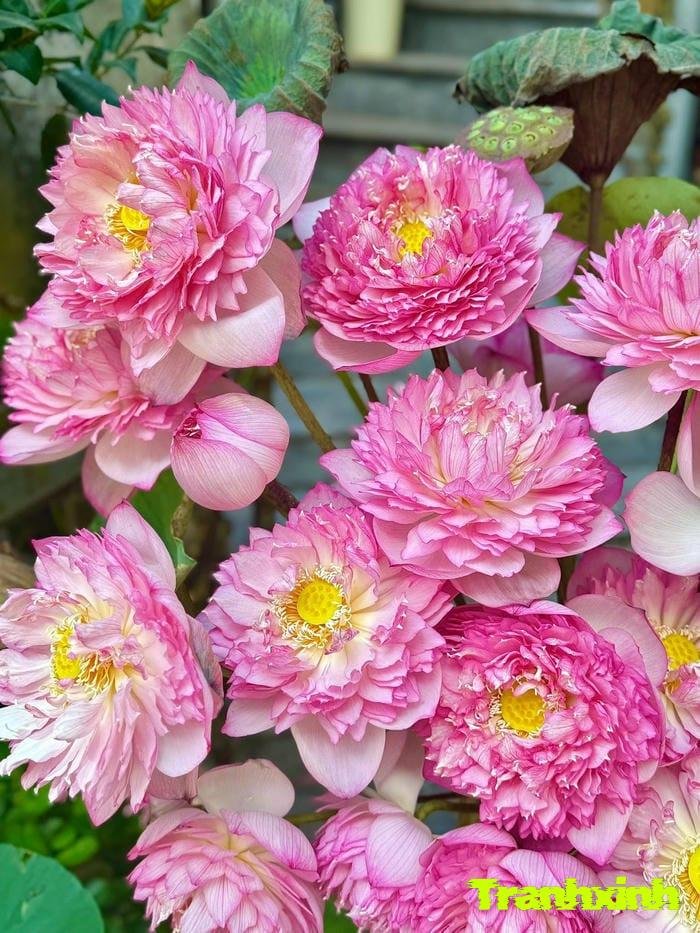 ảnh hoa sen đẹp nhất