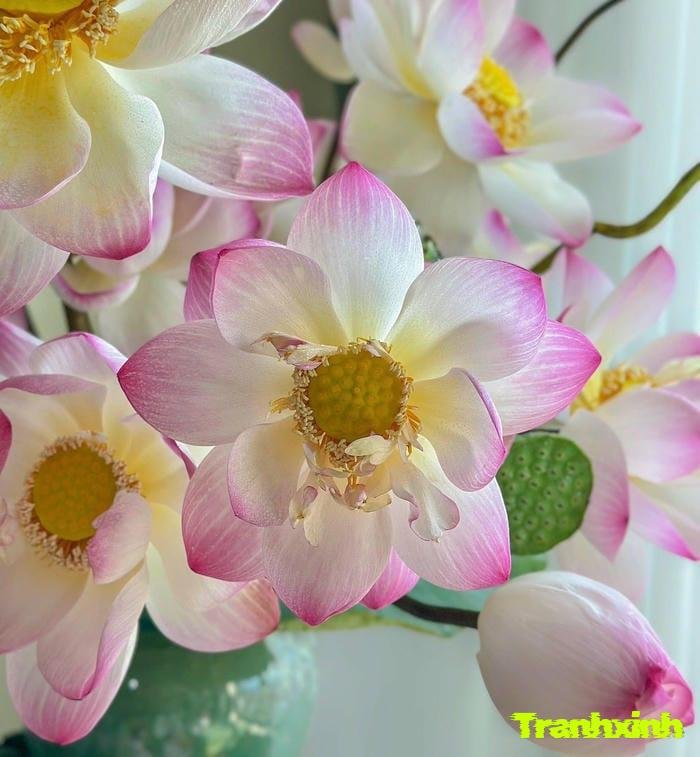 ảnh hoa sen đơn giản