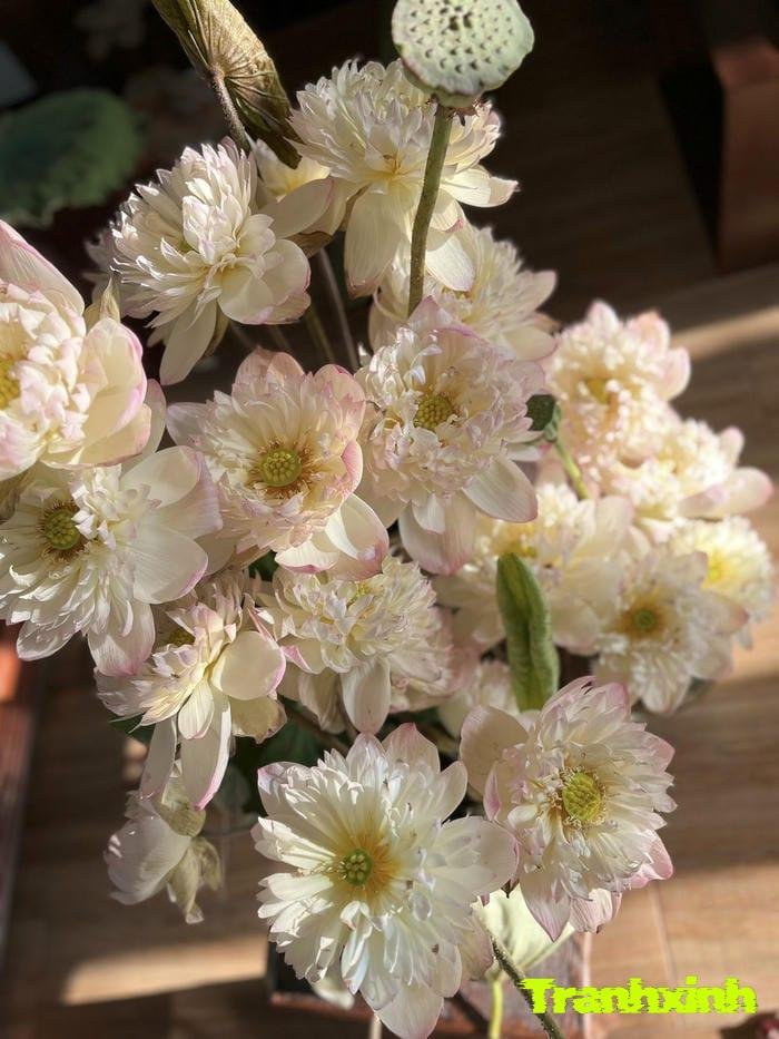 ảnh hoa sen đơn sắc