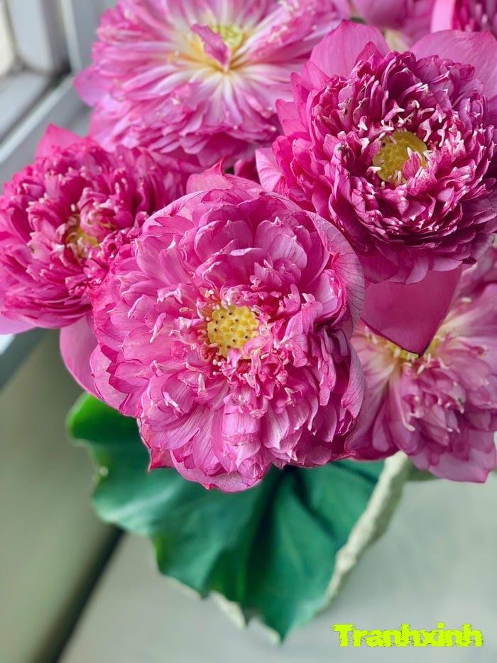 ảnh hoa sen hồng