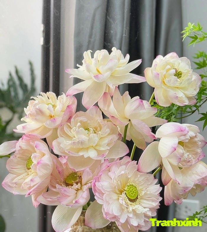 ảnh hoa sen lãng mạn