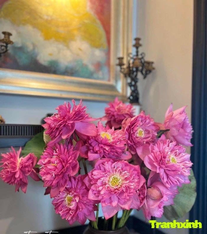 ảnh hoa sen nở rộ