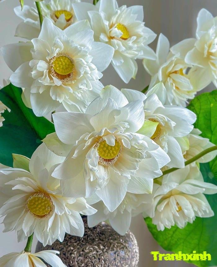 ảnh hoa sen thẩm mỹ