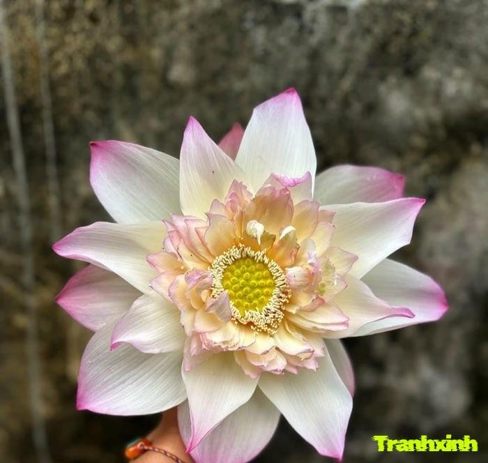 ảnh hoa sen tinh khiết