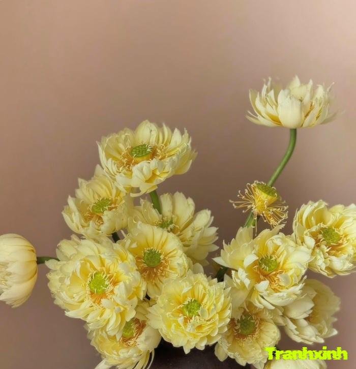 ảnh hoa sen tối giản