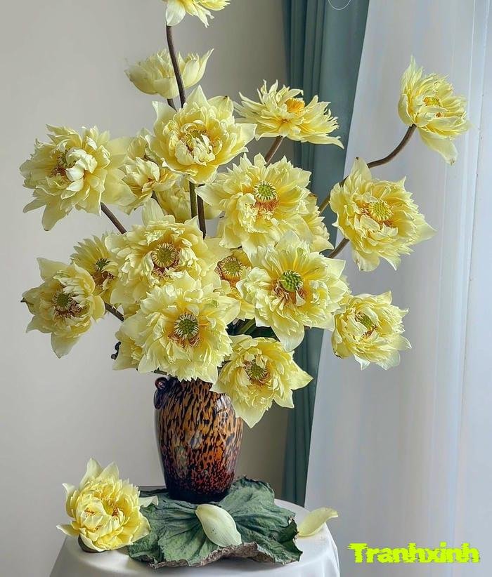 ảnh hoa sen và ánh nắng