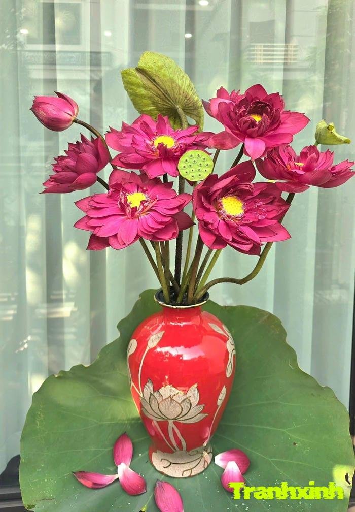 ảnh hoa sen và nước