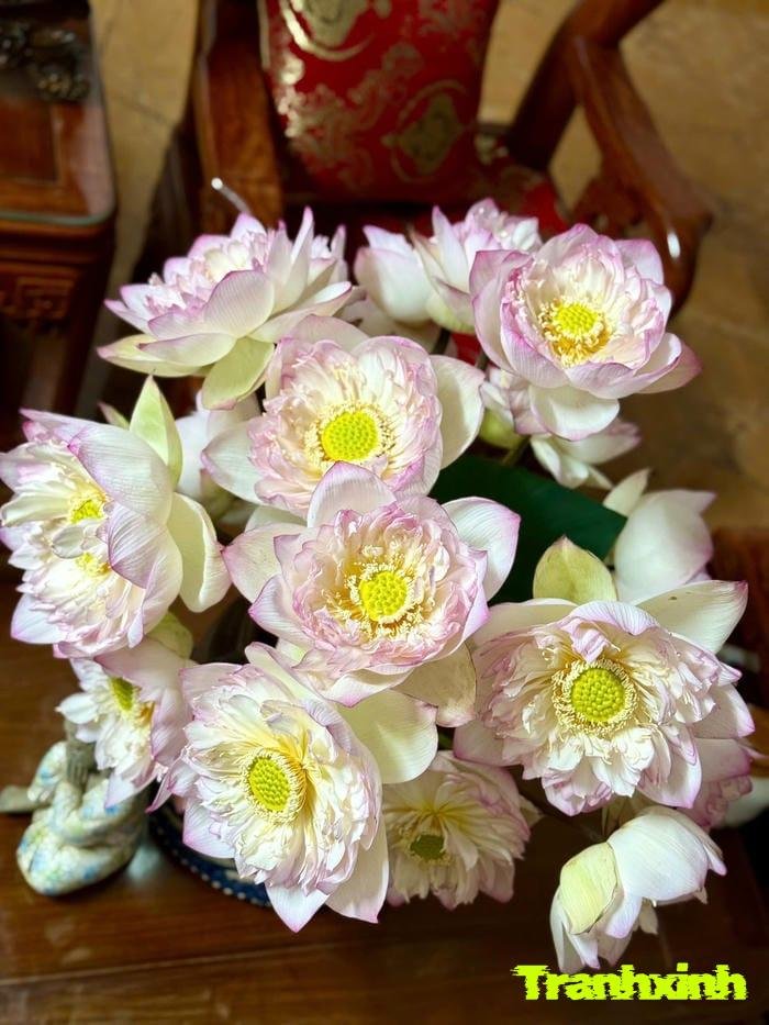 ảnh hoa sen và tâm linh