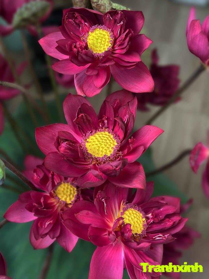 ảnh hoa sen việt nam