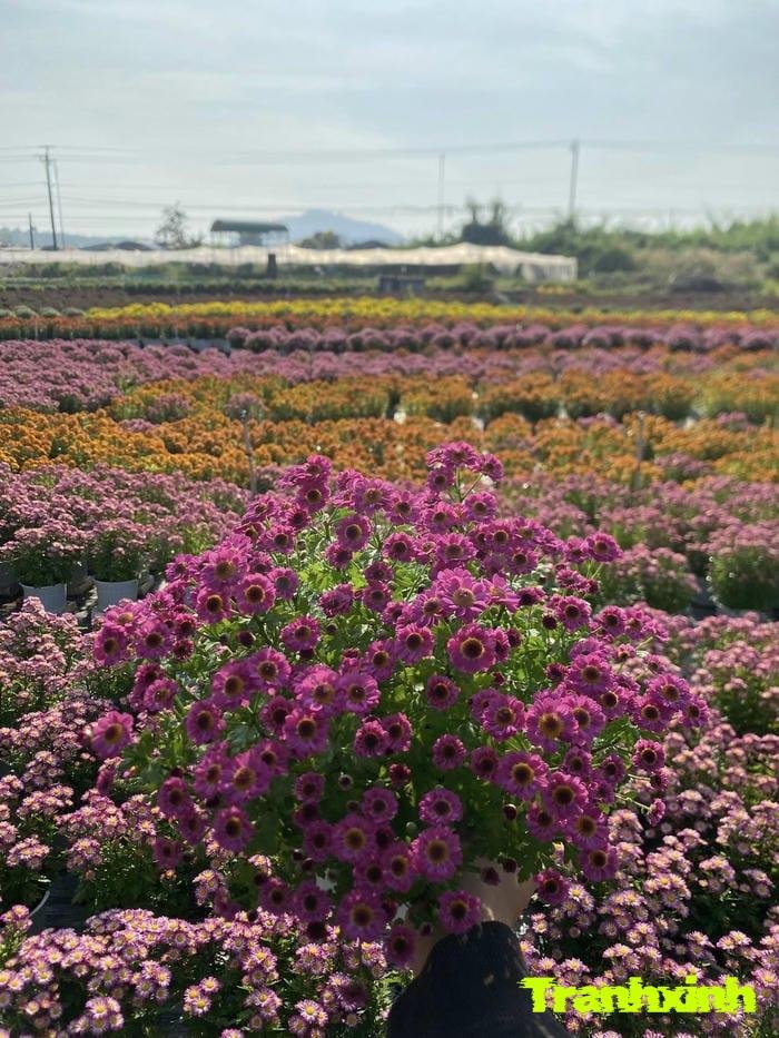 ảnh hoa tết chi tiết