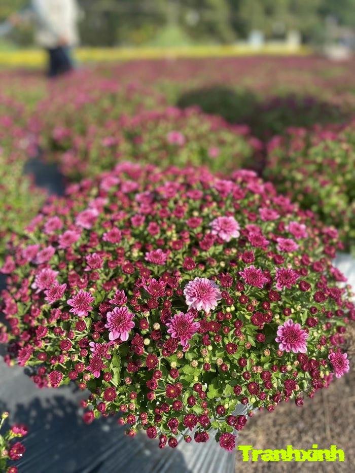 ảnh hoa tết đẹp nhất