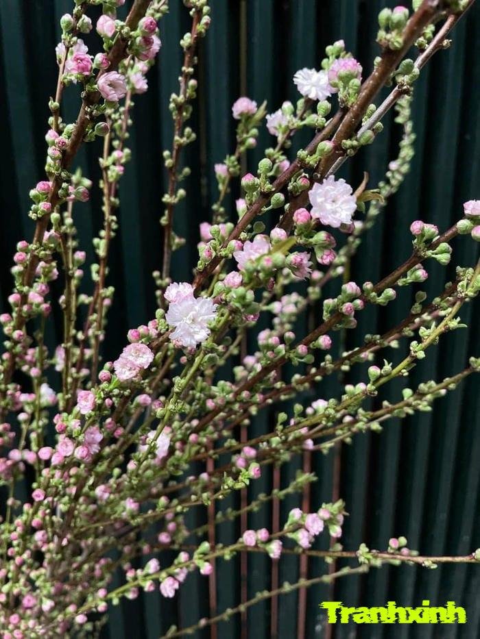 ảnh hoa tết đẹp