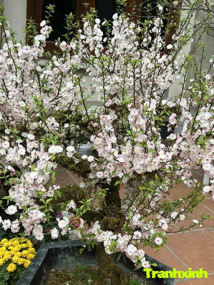 ảnh hoa tết đơn giản đẹp