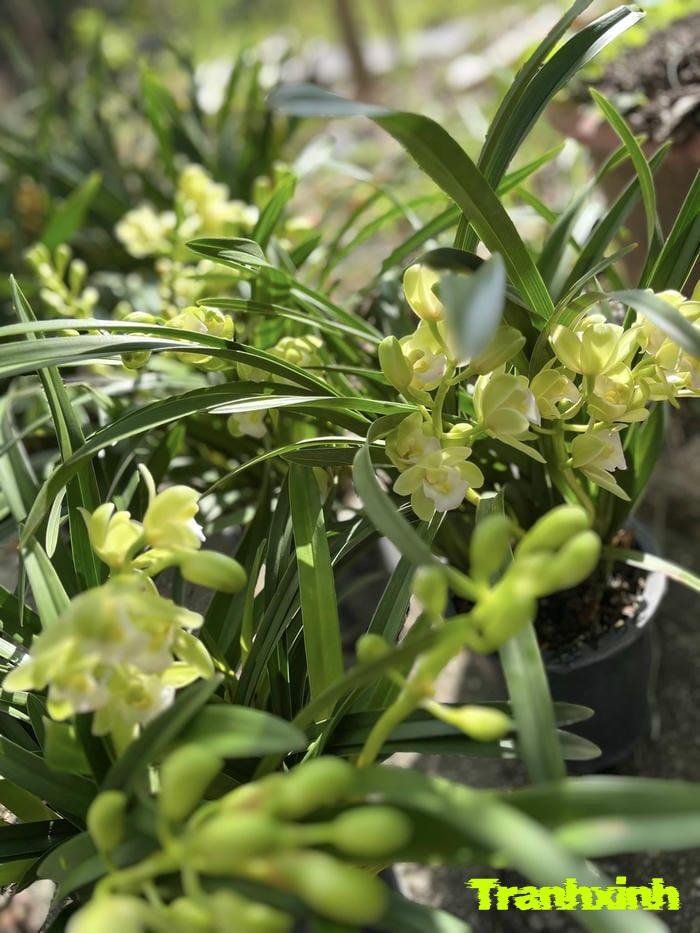 ảnh hoa tết thẩm mỹ