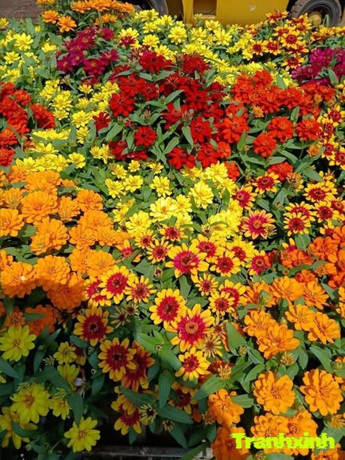 ảnh hoa tết trang trí