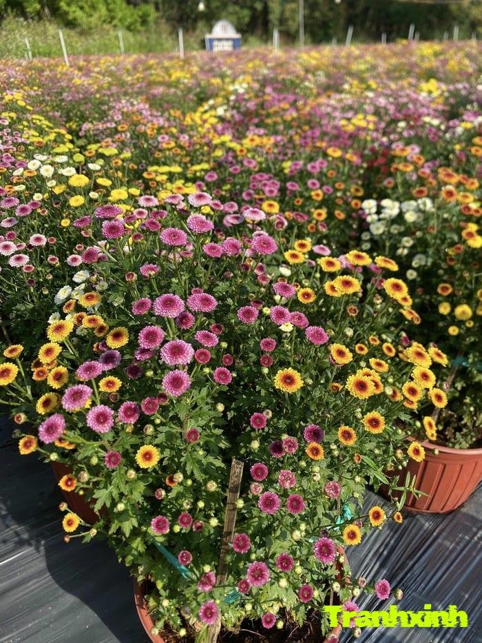 ảnh hoa tết và ánh nắng