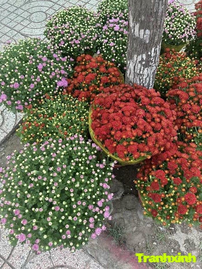 ảnh hoa tết và cành