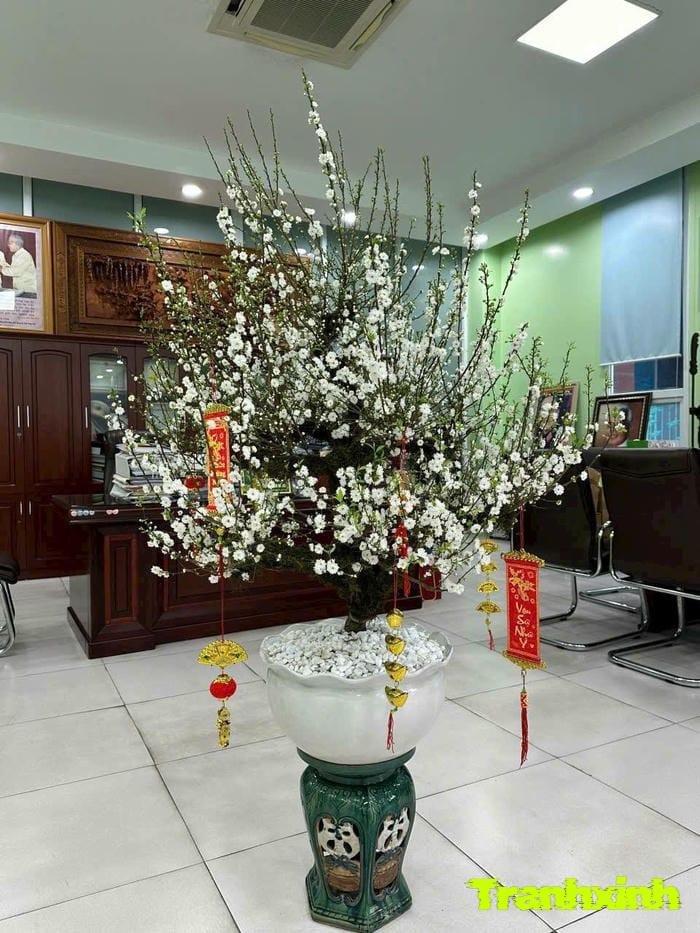 ảnh hoa tết và nhà