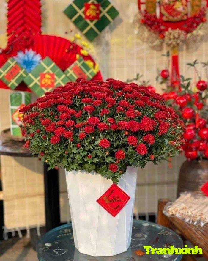 ảnh hoa tết và tết nguyên đán