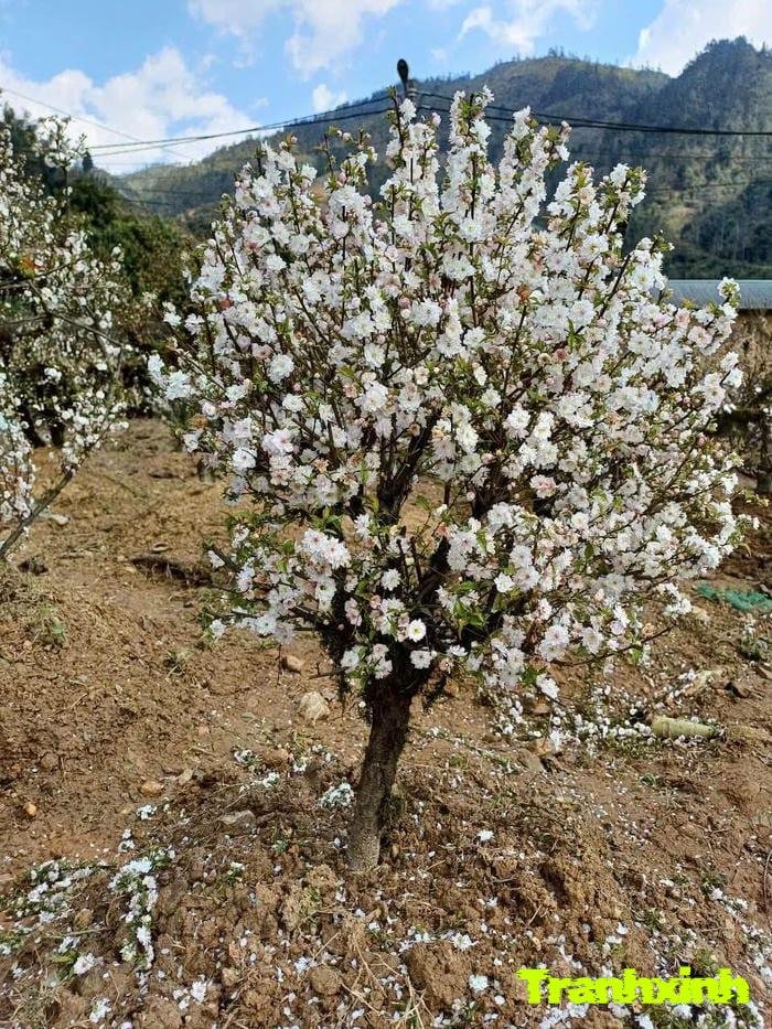 ảnh hoa trắng buổi sáng